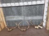 3 Sets Of Whitetail Antlers On Skull Plate