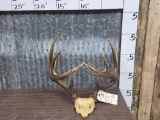 5x5 Whitetail Antlers On Skull Plate