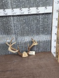 4x5 Wild Whitetail Antlers On Skull Plate