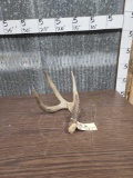 Big 4 Point Whitetail Shed Antler