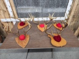 5 Sets Of Whitetail Antlers On Plaques