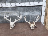 2 Sets Of Whitetail Antlers On Skull