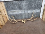 7x5 Mule Deer Antlers On Split Skull Plate