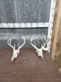 2 Sets Of Whitetail Antlers On Skull Plate