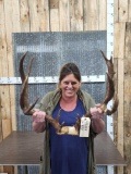 Nontypical Mule Deer Antlers On Split Skull Plate