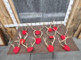 12 Sets Of Whitetail Antlers On Plaques