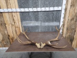 6x6 Elk Antlers On Split Skull Plate