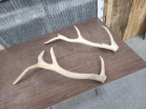 2 Elk Shed Antlers