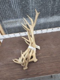 9.6 lbs Of Elk Shed Antlers