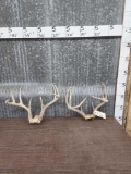 2 Sets Of Whitetail Antlers On Skull Plate