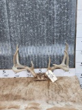 4x5 Whitetail Antlers On Skull Plate