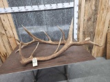 6x6 Elk Shed Antlers