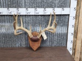 Big Main Frame 5x5 Whitetail Antlers On Plaque