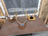 3 Sets Of Whitetail Antlers On Plaques