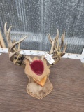 3 Sets Of Mule Deer Antlers On Plaques