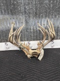 3 Sets Of Whitetail Antlers On Skull Plate