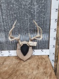 4x4 Whitetail Antlers On Plaque