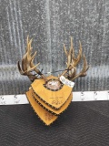 4 Sets Of Mule Deer Antlers On Plaques