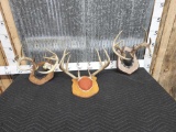 3 Sets Of Whitetail Antlers On Plaques