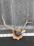 Freak Elk Antlers On Plaque