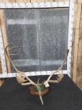 Caribou Antlers On Plaque