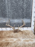 Nice 4x4 Whitetail Antlers On Skull Plate