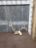 4x5 Whitetail Antlers On Skull Plate