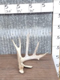 Big 5 Point Whitetail Shed Antler