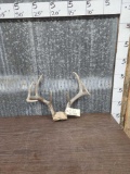 4x4 Whitetail Antlers On Skull Plate