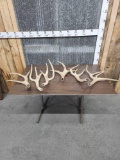 13 lbs Of Elk Antler Cut Offs