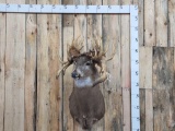 The Famous Sammy Walker Buck Reproduction Shoulder Mount Taxidermy