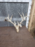 High 200 Class Whitetail Antlers On Skull