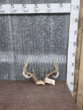 5x5 Whitetail Antlers On Skull Plate