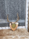 5x5 Mule Deer Antlers On Plaque