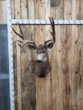 6x5 Mule Deer Shoulder Mount Taxidermy