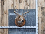 160 Class 4x4 Whitetail Shoulder Mount Taxidermy