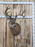 Boone & Crocket All Time Book Whitetail Shoulder Mount Taxidermy