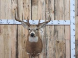 140 -150 Class Shoulder Mount Whitetail Taxidermy