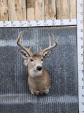 5x5 Whitetail Shoulder Mount Taxidermy