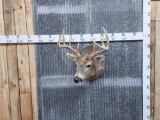 5x5 Whitetail Shoulder Mount Taxidermy