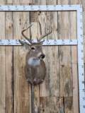 Mini Monster 5x5 Typical Whitetail Shoulder Mount Taxidermy