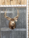 4x4 Mule Deer Shoulder Mount Taxidermy