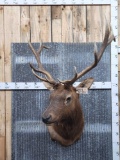 6x6 Elk Shoulder Mount Taxidermy