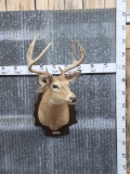 4x4 Whitetail Shoulder Mount Taxidermy