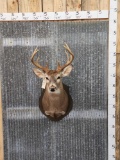 4x4 Whitetail Shoulder Mount Taxidermy