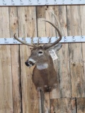 150 Class Wild 8 Point Whitetail Shoulder Mount Taxidermy
