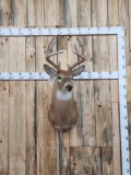 5x5 Whitetail Shoulder Mount Taxidermy