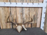 4x5 Whitetail Antlers On Plaque