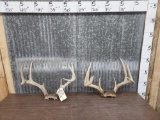 2 Sets Of Whitetail Antlers On Skull Plate