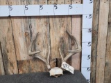 4x4 Whitetail Antlers On Skull Plate